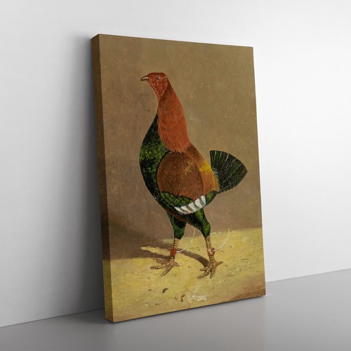 Fighting cock john frederick - fighting,