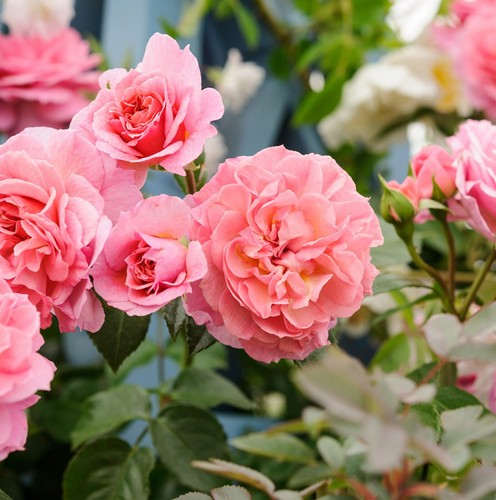 Rose bush pot pick - bush, 3l