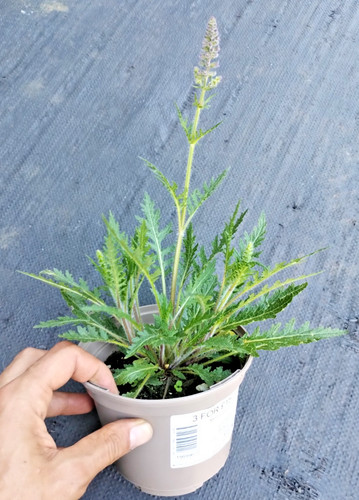 Yes two salvia nemorosa - salvia,