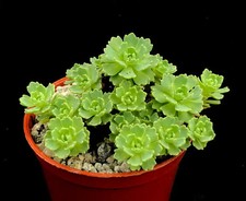 Sedum pachyclados - UK Grown