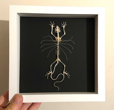 lizard Skeleton. flying