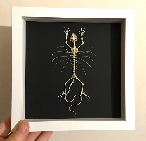 Lizard skeleton flying - lizard, skeleton.