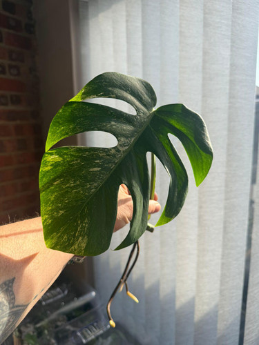 Monstera albo rooted cutting - monstera,