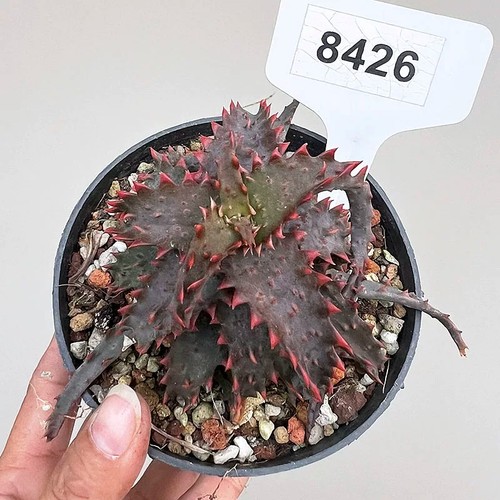 8cm succulent aloe plant - 8cm,