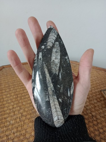 Large orthoceras fossil - orthoceras,
