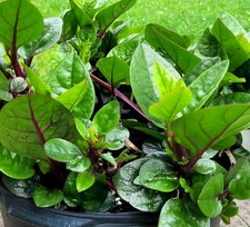 Malabar Spinach Seeds  Pui Shak Best Quality Fresh 30 Seeds