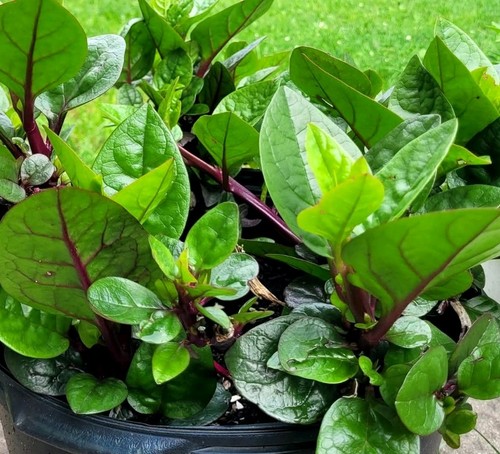 Malabar spinach seeds pui - spinach,
