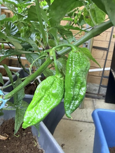 Hot naga chili pepper - chili, extra