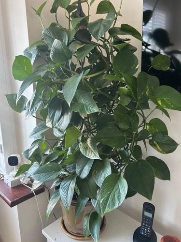 Devils ivy or golden - ,