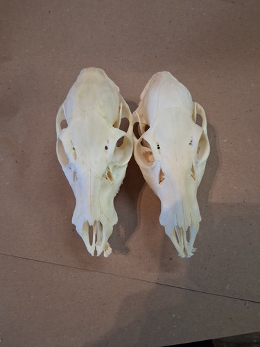 Chinese water deer - chinese, skulls