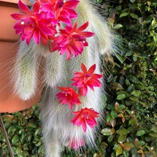 Hildewintera Colademononis |