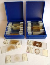MICROSCOPE SLIDES 'FUNGI & SPORES' x 24 in 2 slide boxes    (ref 511/12-513/12)