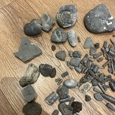 British Fossils - Fossil Mixed Collection bundle