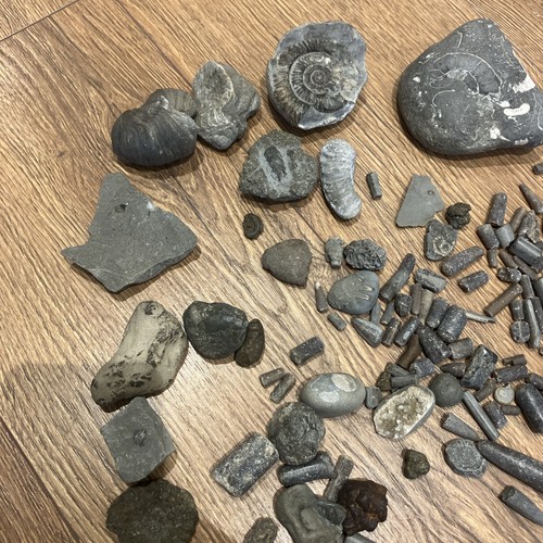 British fossils fossil mixed - british,