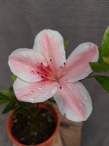 Beautiful flowering satsuki - flowering,