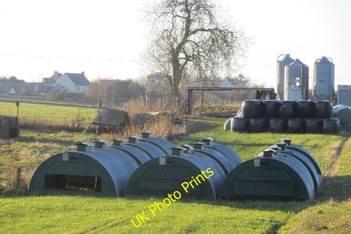 Photo 6x4 pig - photo,