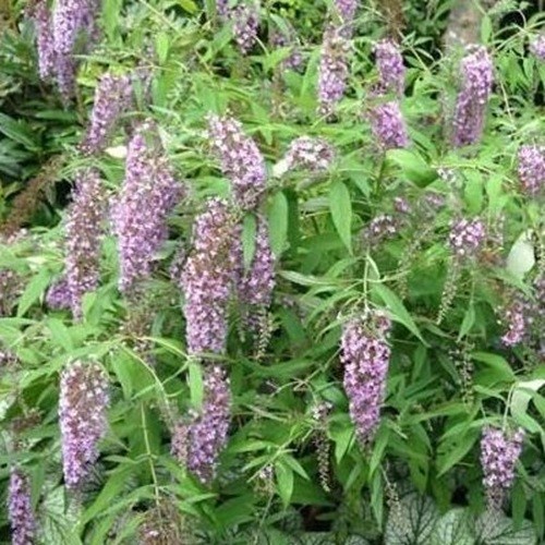 Buddleia wisteria lane - lane, 9cm