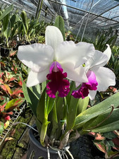 Rare Cattleya Mayor Yamasaki
