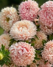 ASTER 50 SEEDS PEONY TOWER