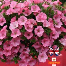 PETUNIA 200 SEEDS PINK BUBBLEGUM F1 BASKET EARLY