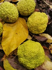 Maclura pomifera, OSAGE ORANGE