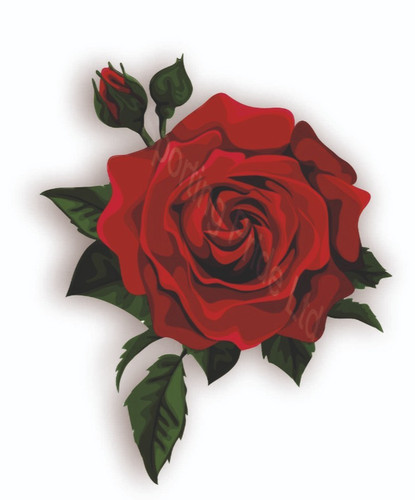 Painted rose flower - rose,