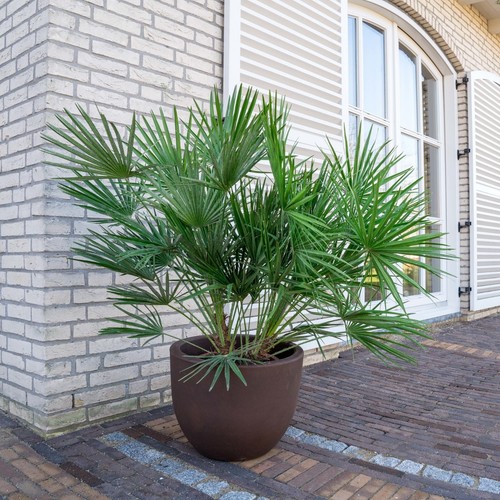 Chamaerops humilis european - chamaerops,