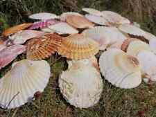 3kg Bulk Buy Queenie Scallop