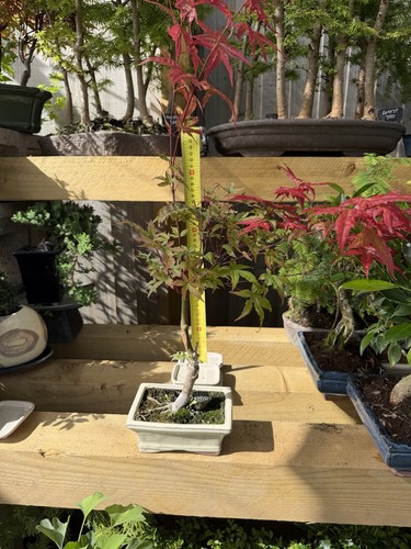 Japanese maple acer - maple,