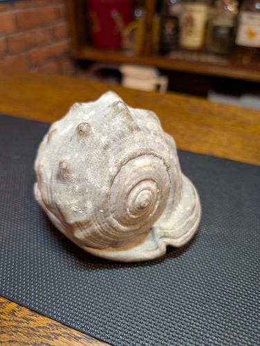 Large decorative conch shell - conch,