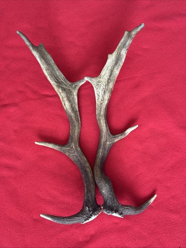 Pair fallow deer antler - fallow,