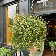 3x Muehlenbeckia Jumbo Plug