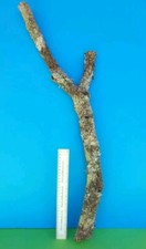 CORK BARK BRANCH 75CM LEOPARD
