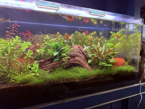 180 aquarium fish - l,