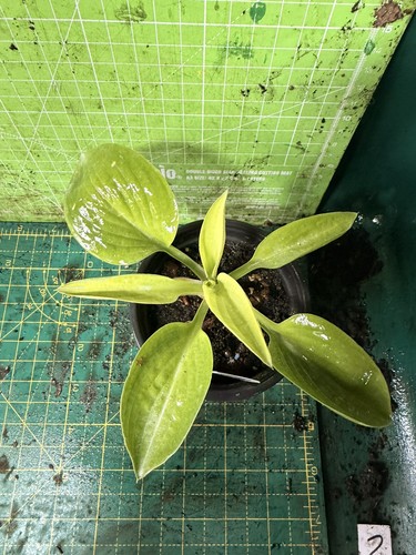 Hosta perennial plant lot - -,