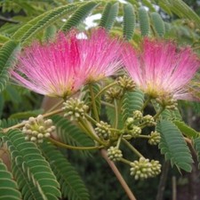 Albizzia Julibrissin