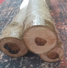 laburnum wood carving blank