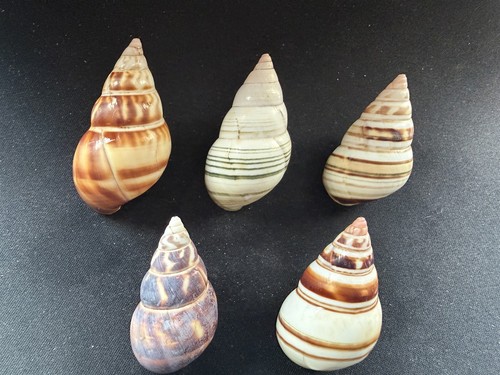 Lot 5 large - #g, of