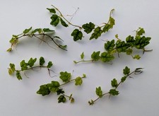 Oak Leaf Creeping Fig Cuttings - Ficus Quercifolia - 25cm total 3 or 4 cuttings