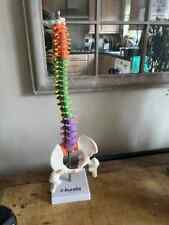 ANATOMICAL Spine Model