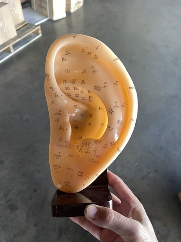 Acupuncture model ear with - model,