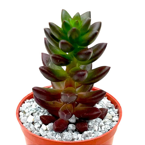 Sedeveria jet beads uk - x, 'jet