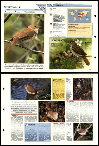 Nightingale birds wildlife - nightingale,