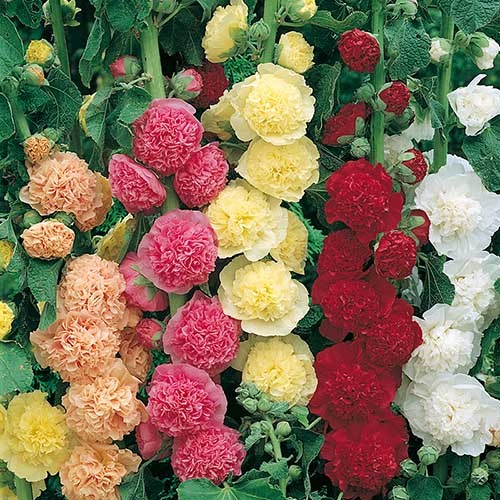Hollyhock chaters double mixed - hollyhock,