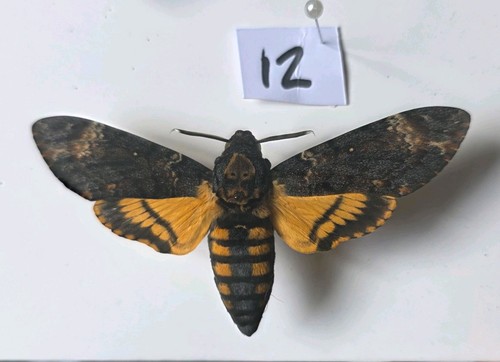 Acherontia atropos death head - death,