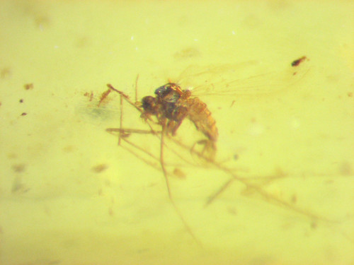 Cretaceous amber fossil - w/,