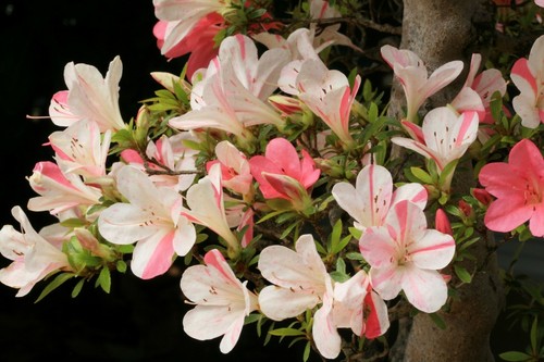 ~ASTRONAUT~~Azalea
