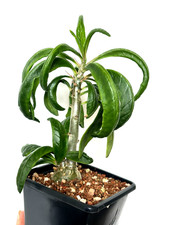 Pachypodium succulentum, nice