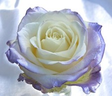 Blue Lavender & White Rose