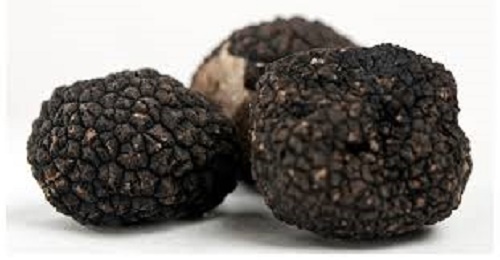Black oregon truffle mushroom - black,